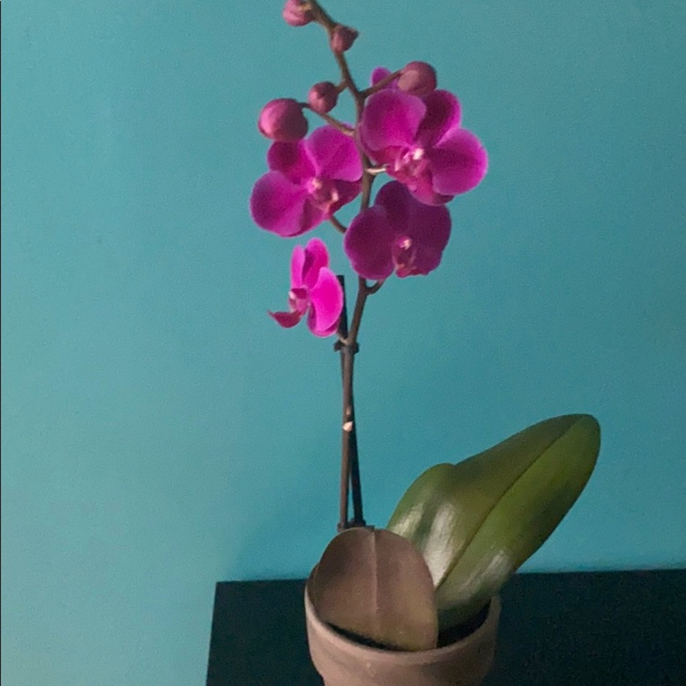 Meet your Posher, Aileen